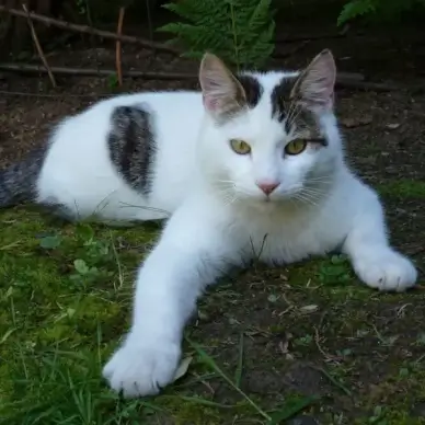 cat feline animals