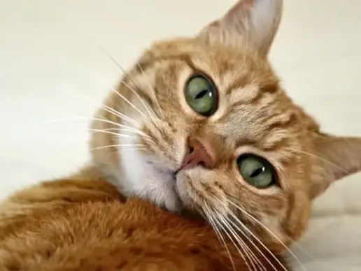 cat feline cat's eye