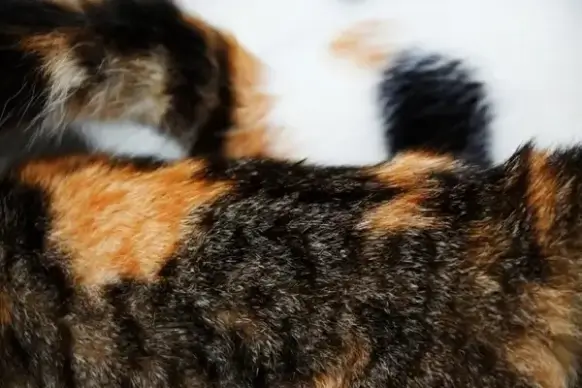 cat fur