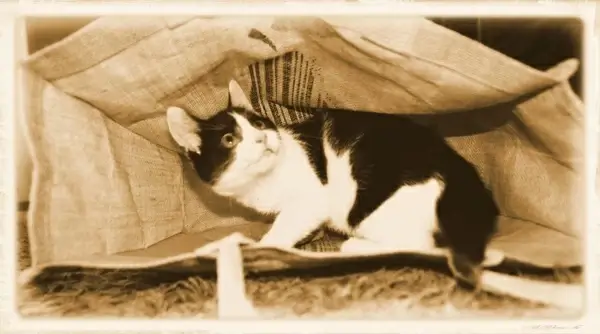 cat in a bag