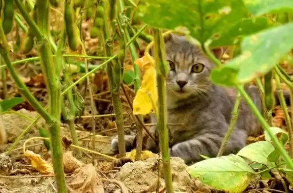 cat in field