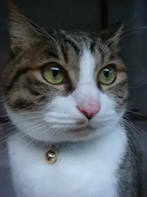 cat kirill gallant