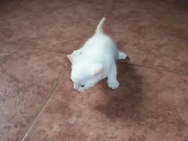 cat kitten animal