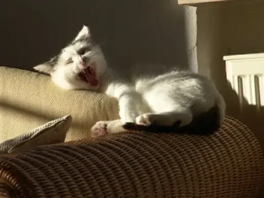 cat light animal