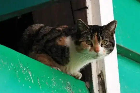 cat looking