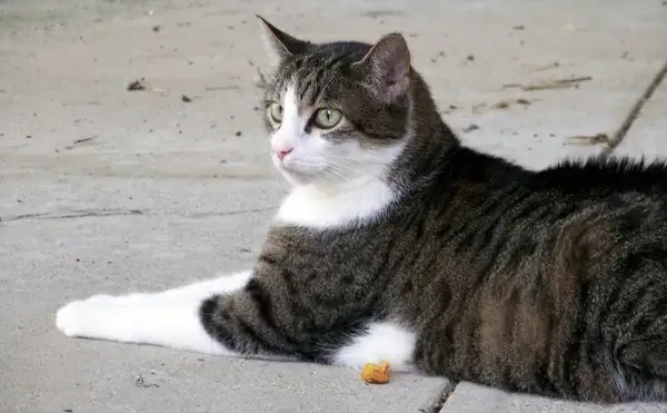 cat lying on sidewalk