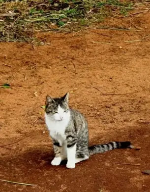 cat on golf course