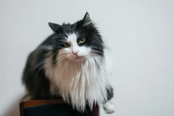 cat pet picture cute modern 