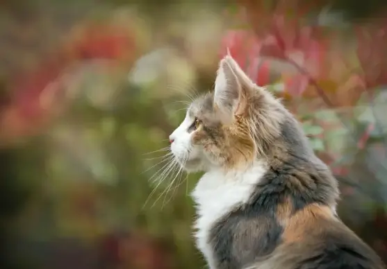 cat pet picture elegant closeup 
