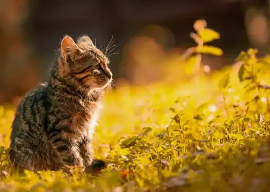 cat pet picture elegant contrast