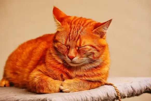 cat pet picture sleeping gesture