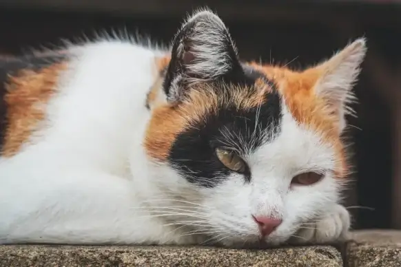 cat pet picture sleepy face closeup