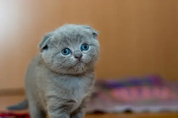 cat picture cute funny realistic