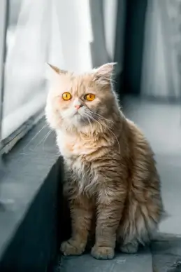 cat picture cute watching gesture 