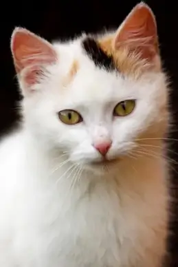 cat portrait