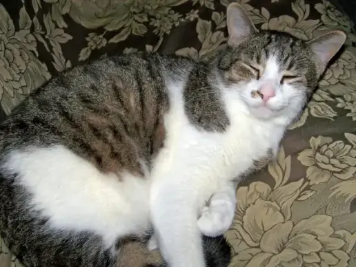 cat trying to awaken