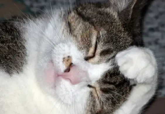 cat washing face