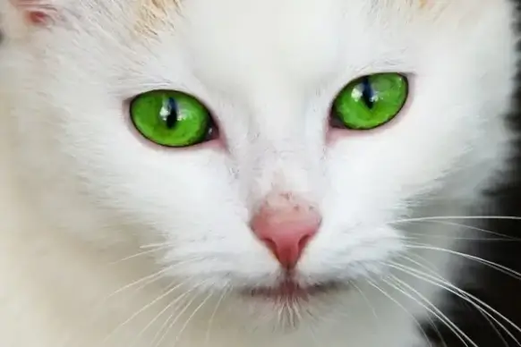 cat with green eyes