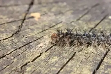 caterpillar close-up green