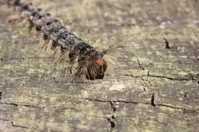 caterpillar close-up green