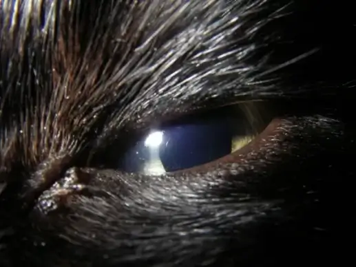 cateye