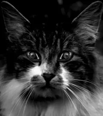 cats eye