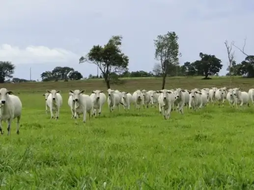 cattle