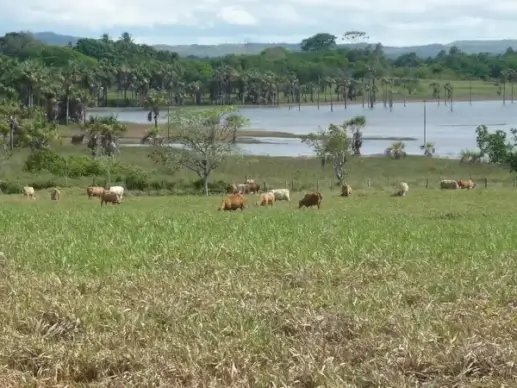 cattle