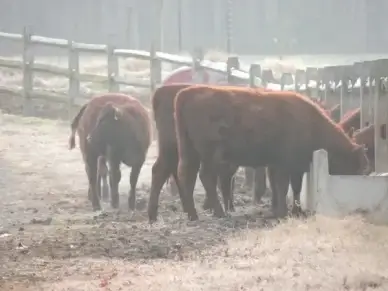 cattle cows fence