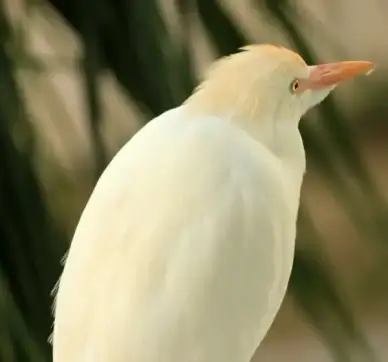cattle egret