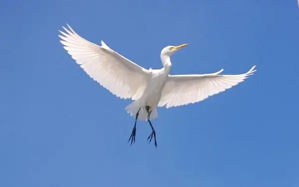 cattle egret bird sky