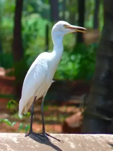 cattle egret eastern bird