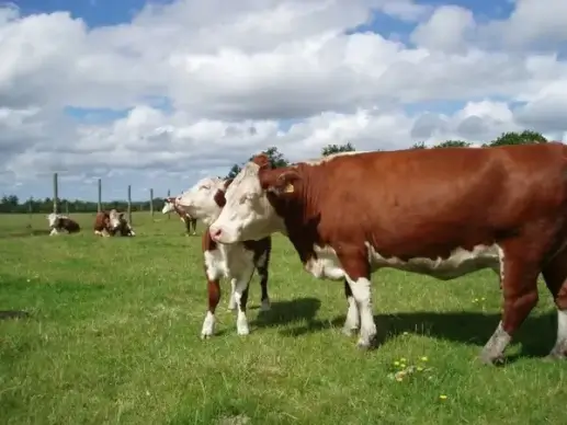 cattle hereford sky