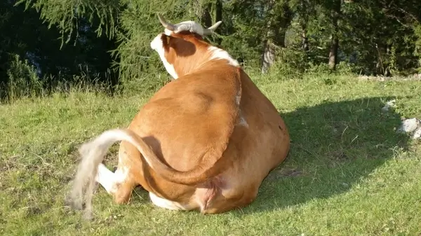 cattle me cow