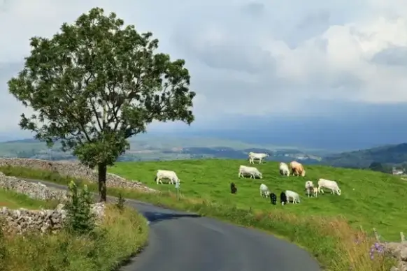 cattle on pasture