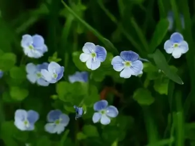 chamaedrys flower blue
