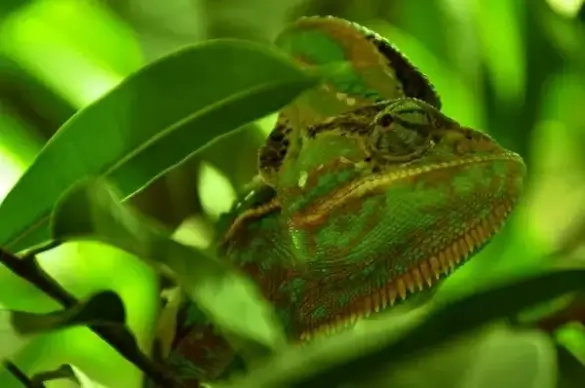 chameleon reptile animal