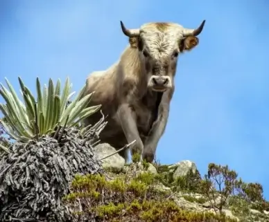 charolais bull cattle