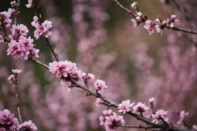 cherry blossom scenery picture elegant blurred contrast