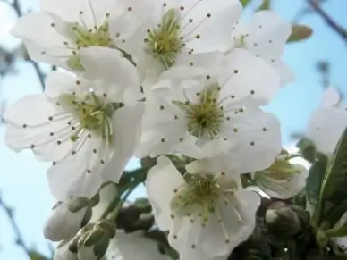 cherry blossom spring flower