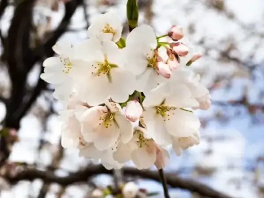 cherry blossoms