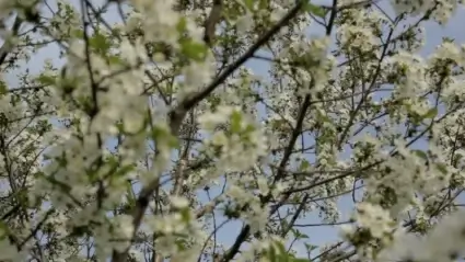 Cherry Flowers