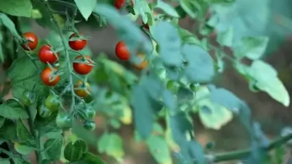 Cherry tomatoes