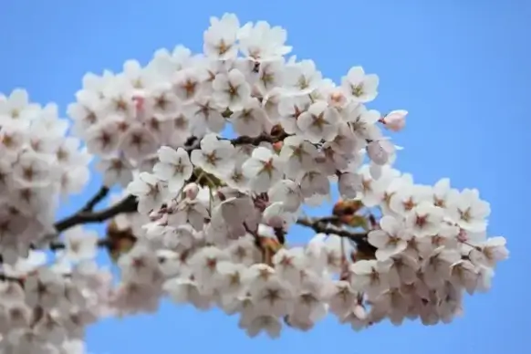 cherry tree blossoms