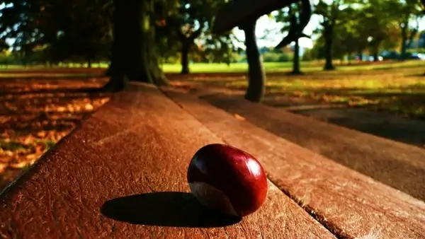 chestnut