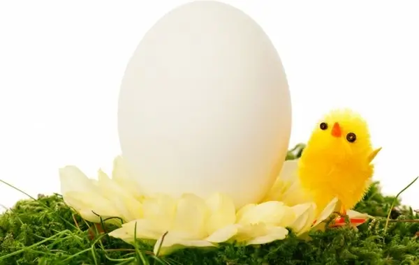 chicken and egg