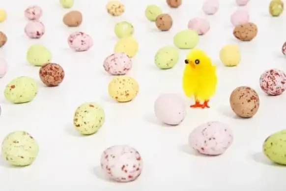 chicken and eggs