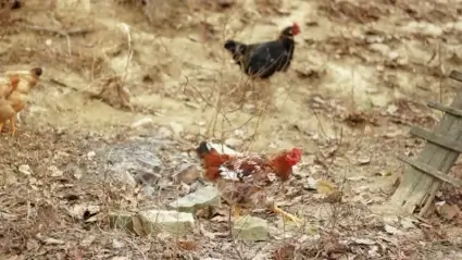 Chickens