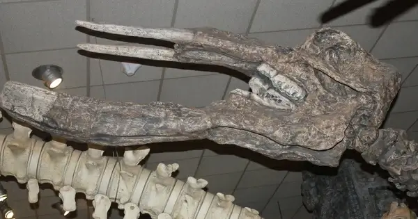 chinese shovel tusk elephant