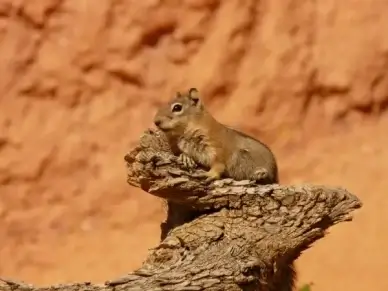 chipmunk cute nager